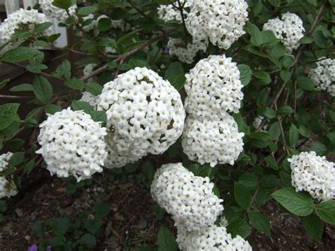 25 Best Flowering Shrubs For Full Sun Hgtv