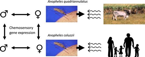 Species And Sex Specific Chemosensory Gene Expression In Anopheles