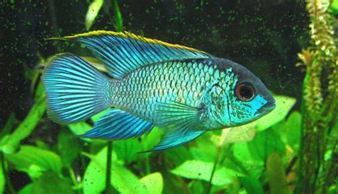 Electric Blue Acara Fish Care Guide Breeding Health Issues And Lifespan