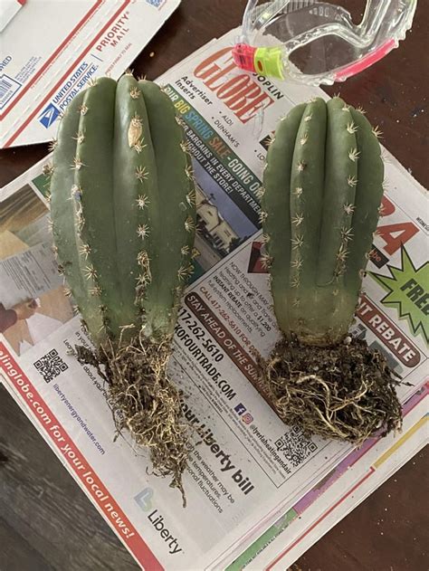 Cactus Mail From Galactic Cactus 😍 Scop X Dsst Sanpedrocactus