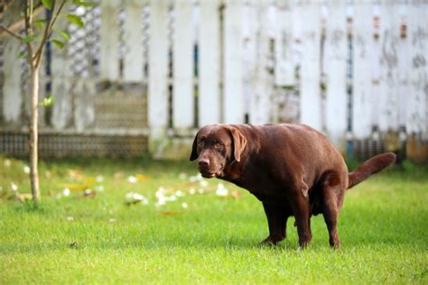 5 Reasons Dog Rolls In Poop And How To Stop It Hepper