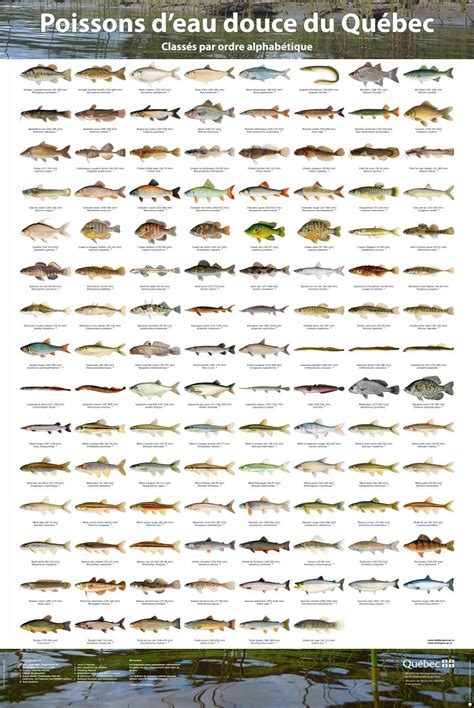 Affiches des poissons d eau douce du Québec Développement