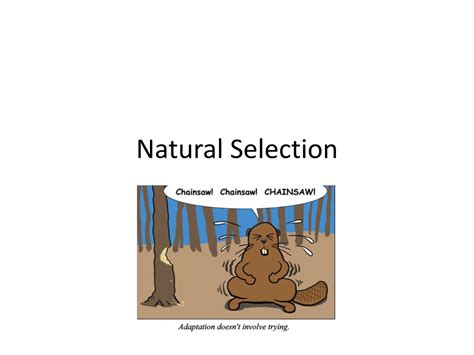 Ppt Natural Selection Powerpoint Presentation Free Download Id2180824