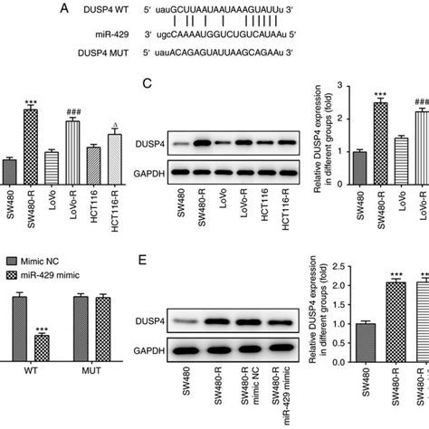 Dusp Is A Direct Target Gene Of Mir A Binding Sites Between