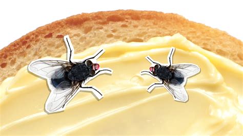 20 Funny Fly Jokes to Cause A Buzz | Beano.com