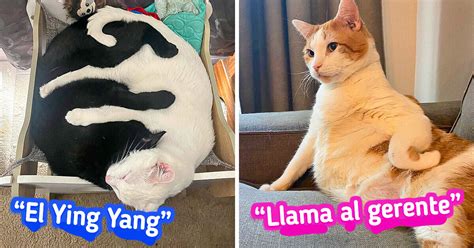 20 Gatos Que Con Sus Ocurrencias Fueron Fuentes Dignas De Memes Genial