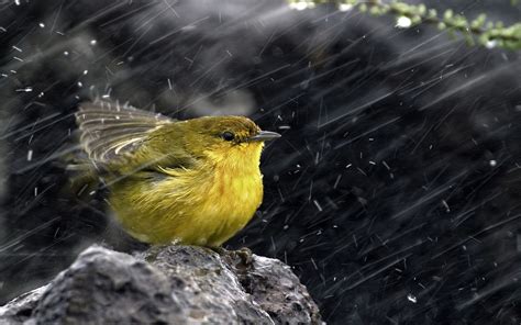 Fond d écran 1920 x 1200 px animaux des oiseaux pluie fauvette