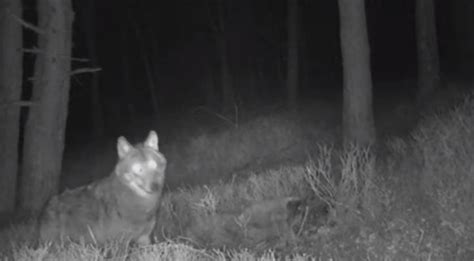 Unique footage of wolf eating prey in Netherlands | NL Times