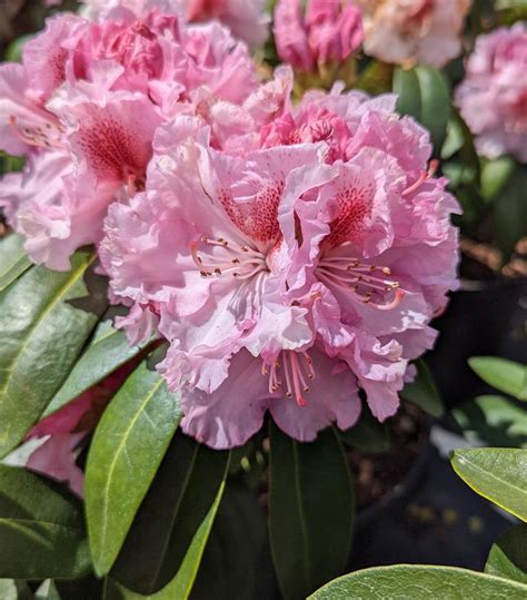 Rhododendron Holden S™ Pink Flare Holden S Pink Flare Rhododendron From Dietrich Gardens