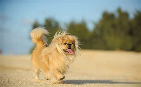 7 Dog Breeds that Prance - PatchPuppy.com