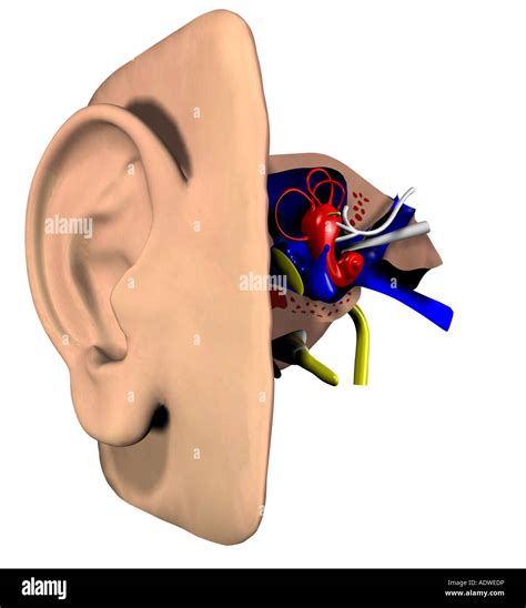 Anatomía Del Oído Fotografía De Stock Alamy