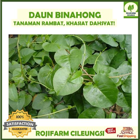 Jual Daun Binahong Hijau 100 Gr Petik Dadakan Shopee Indonesia