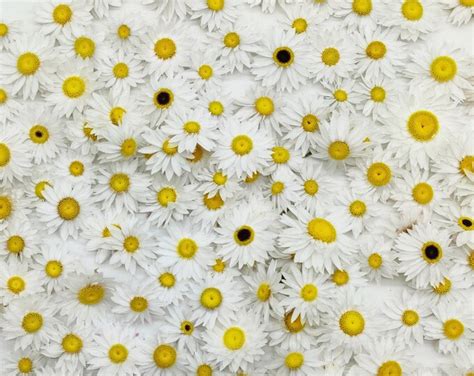 100 Dried White Helipterum Acroclinium Dried White Daisies Etsy