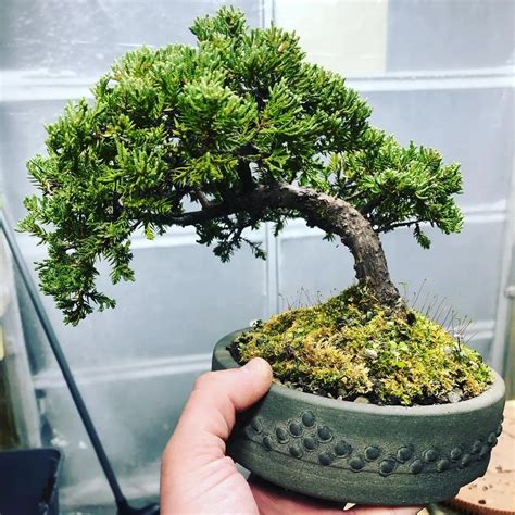 Green Mound Juniper Expert Bonsai Care Tips