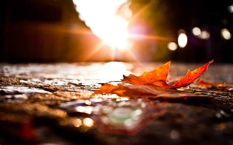 Hd Wallpaper Road Autumn Macro Lights Sheet Fallen Wallpaper Flare