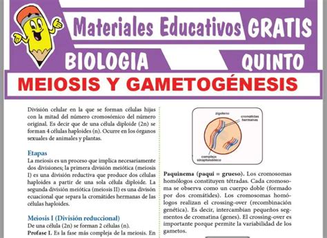 Meiosis y Gametogénesis para Quinto Grado de Secundaria GRATIS