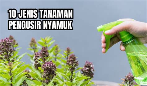 Nyamuk Auto Minggat Jenis Tanaman Ini Ampuh Usir Nyamuk Bisa