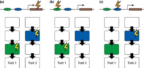 [pdf] Analyzing Fluctuating Asymmetry With Geometric Morphometrics