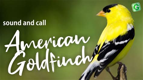 American Goldfinch Song Sound Call And Singing YouTube