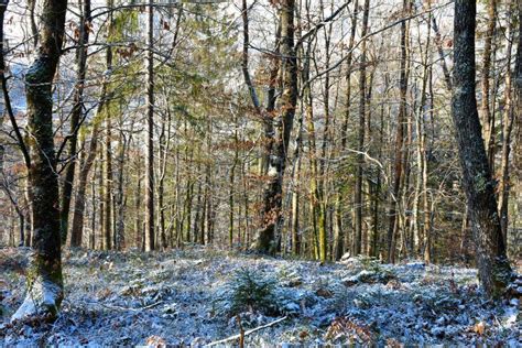 Sessile Oak Quercus Petraea Forest Stock Image Image Of Environment