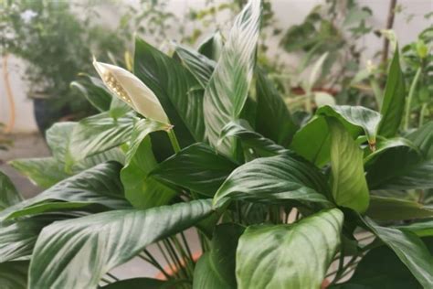 Peace Lily Flower Meaning and Incredible Symbolism | Florgeous