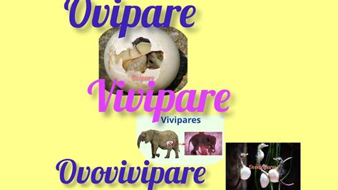 Ovipare Vivipare Pour Cp Et Ce Youtube