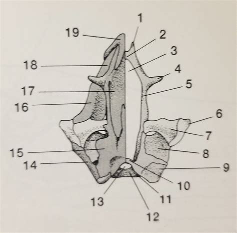 Week 3: Salamander Skull Without Superficial Bones Diagram Diagram ...