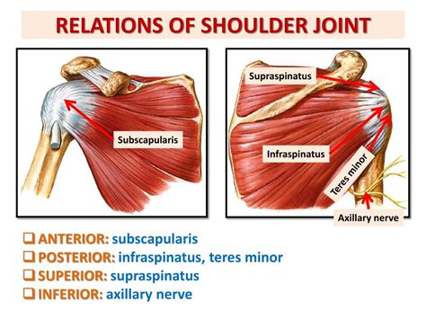 Shoulder Region Anatomy