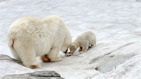 Polar bear and bear-cub feeding 1305753 Stock Video at Vecteezy