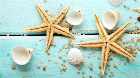 Seashells Wallpapers Top Free Seashells Backgrounds Wallpaperaccess