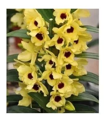 Mudas Orquidea Dendrobium Lindas Pronta Entrega Mercadolivre