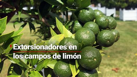 La Extorsi N En El Campo Limoneros De Apatzing N Sufren Por Cobros