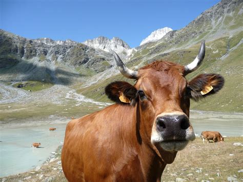 Vache Au Lac Blanc Parc National De La Vanoise