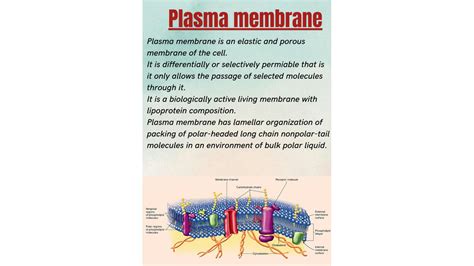 SOLUTION: Structure and functions of plasma membrane - Studypool