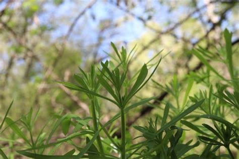 Przytulia czepna a właściwa różnice Naturalnie o Zdrowiu