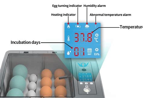 C Mo Incubar Huevos De Gallina En Incubadora Autom Tica