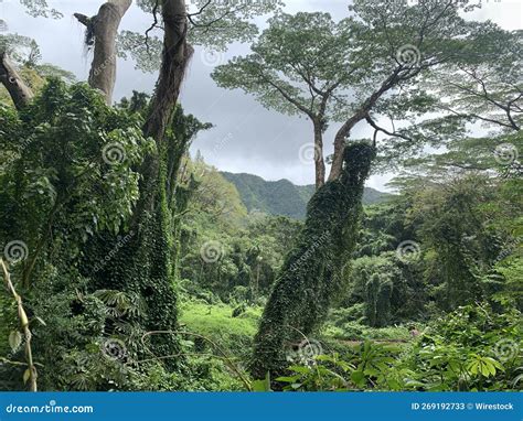 Lush Green Foliage Of A Rainforest On The Island Of Oahu In Hawaii Usa