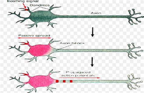 Excitatory Postsynaptic Potential Action Potential Neuron Synapse Png 845x547px Postsynaptic