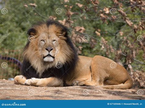 Male Lion Royalty Free Stock Photo 57141801