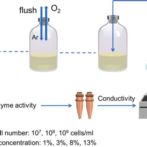 A Schematic Illustration Of The Urease Activity Experiment Setup