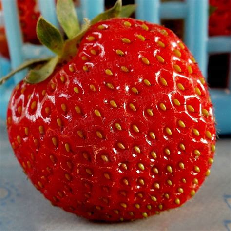 Egrow 100Pcs Giant Red Strawberry Seeds Heirloom Super Japan Strawberry Garden Seeds at Banggood