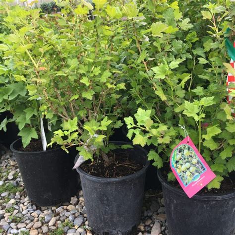 Pixwell Gooseberry Trees And Shrubs › Anything Grows