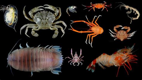 Crustaceans: Anatomy, Behavior, Habitat, and Commercial Importance | Earth