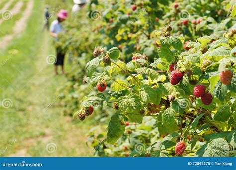 Raccolta Del Lampone Fotografia Stock Immagine Di Estate