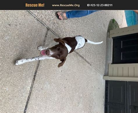 Adopt German Shorthaired Pointer Rescue Houston Tx