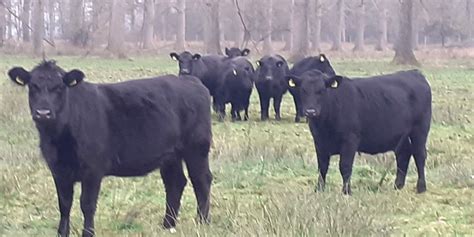 Bioboerderij T Schop Documentaire Boeren Met De Natuur Elkerlyc