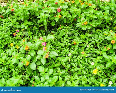 Lantana Mix Colorful Tone Beauty Flower Bloom Stock Image Image Of