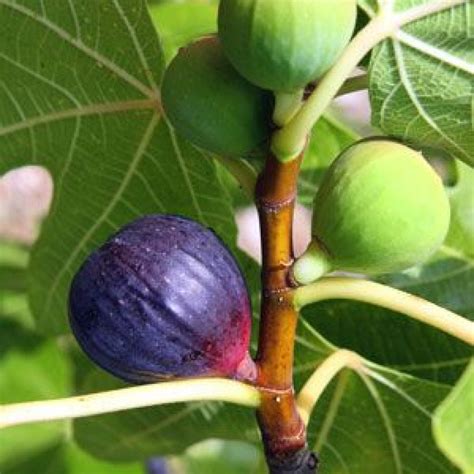 Fig Violette De Bordeaux Fig Tree Starter Plant Walmart