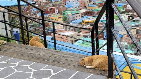 Temui Permata Tersembunyi Busan Kampung Budaya Gamcheon Agoda See