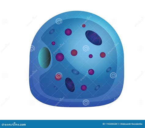 Human Cell Illustration Stock Vector Illustration Of Membrance 114326534